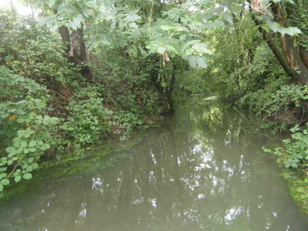 L'Augraben à Bartenheim (68) - eau, arbres 