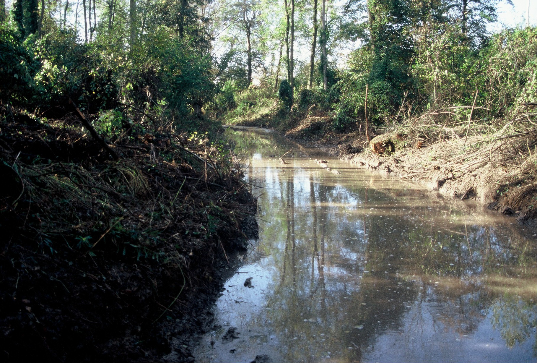 Bras du Giessen dans la forêt de Marckolsheim (67)