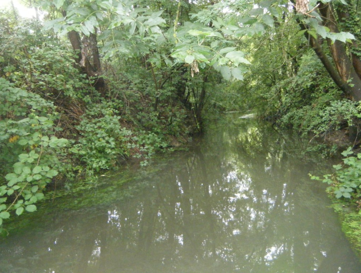 L'Augraben à Bartenheim (68) - arbres, eau, rivière