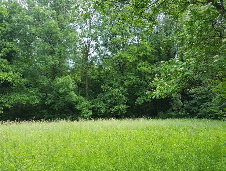 Massif forestier de Strasbourg-Neuhof-Illkirch-Graffenstaden (67) - DREAL - arbre, massif forestier, Bas-Rhin, forêts