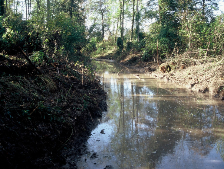 Eau des bras du Giessen dans la forêt de Marckolsheim (67) - bras, eau, arbres, Rhin, Bas-Rhin, forêt,