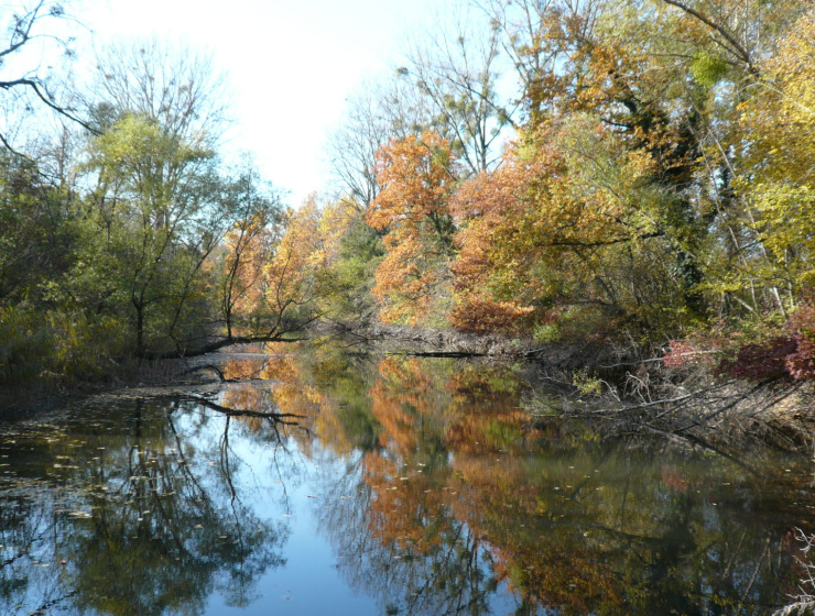 Rossmoerder en automne (67) - eau, arbres, rivière, Bas-Rhin, Rhin - Conservatoire d'espaces naturels d'Alsace