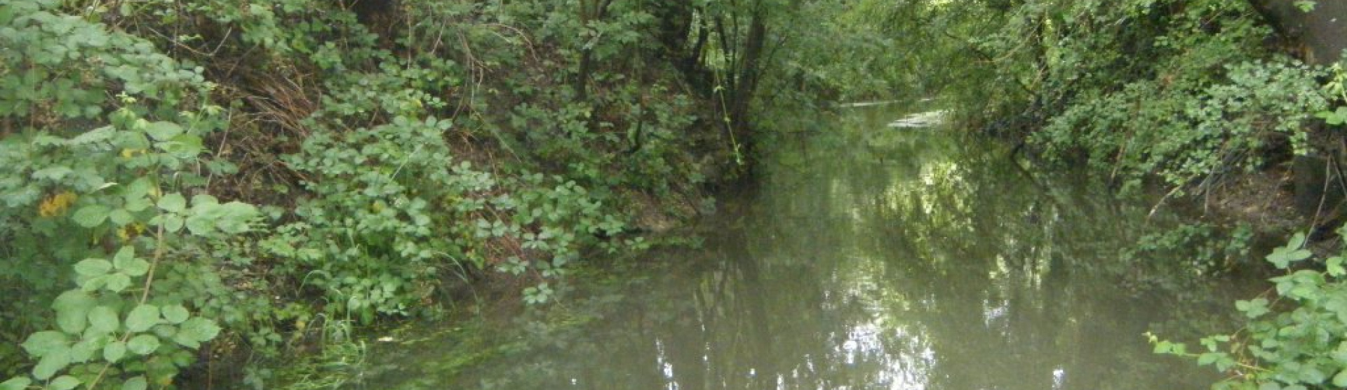 L'Augraben à Bartenheim (68) - arbres, eau, rivière