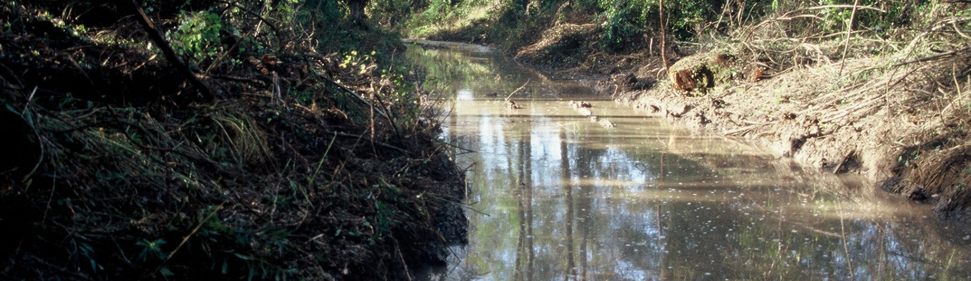 Eau des bras du Giessen dans la forêt de Marckolsheim (67) - bras, eau, arbres, Rhin, Bas-Rhin, forêt,