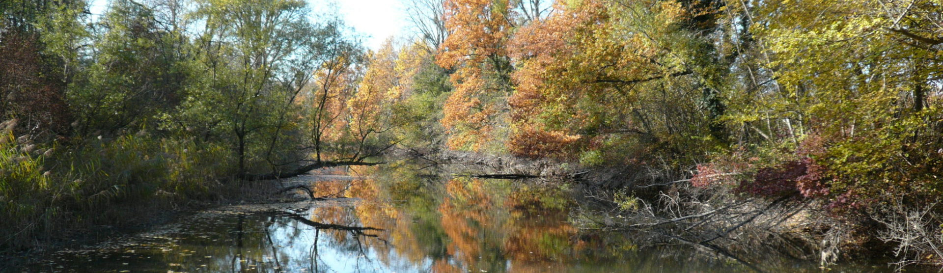 Rossmoerder en automne (67) - eau, arbres, rivière, Bas-Rhin, Rhin - Conservatoire d'espaces naturels d'Alsace