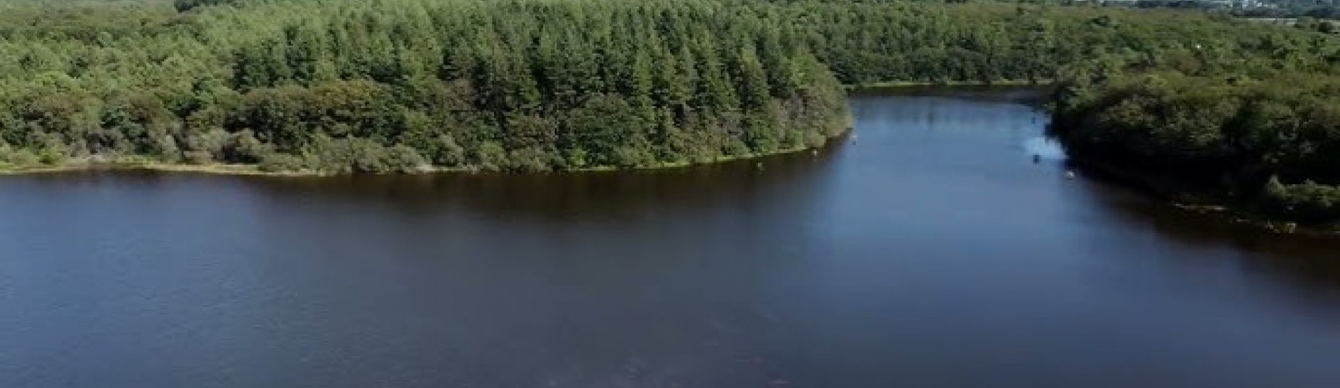 Capture écran de la vidéo "Rhinaissance : Une nouvelle vie pour le Rhin entre le Taubergiessen et l'île de Rhinau" - vue sur eau et forêts
