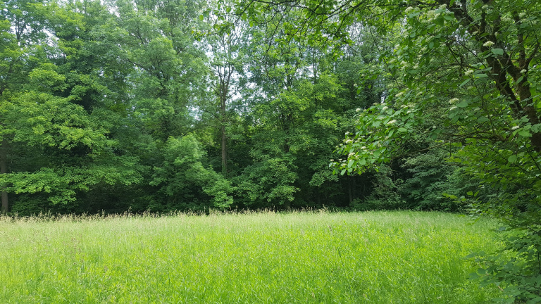 Massif forestier de Strasbourg-Neuhof-Illkirch-Graffenstaden (67) - DREAL - arbre, massif forestier, Bas-Rhin, forêts